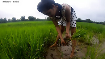 অভিজাত এশিয়ান মেয়ে চাল প্যাডিতে পোশাক খুলে ফেলছে। এটি দেখতে খুব মজার হবে।